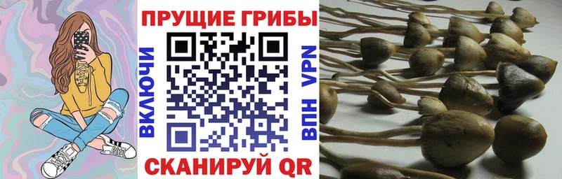 Псилоцибиновые грибы мицелий Кемерово
